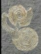 Dactylioceras Ammonite Cluster - Posidonia Shale #52919-1